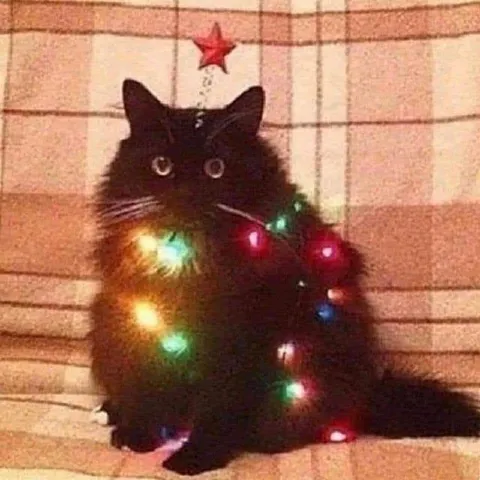 Чёрный кот в гирлянде
