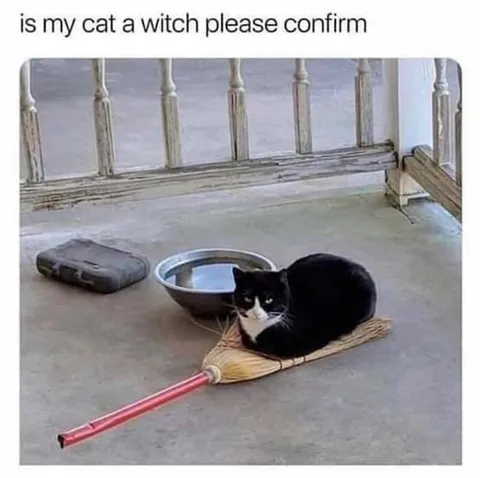 Is My Cat a Witch