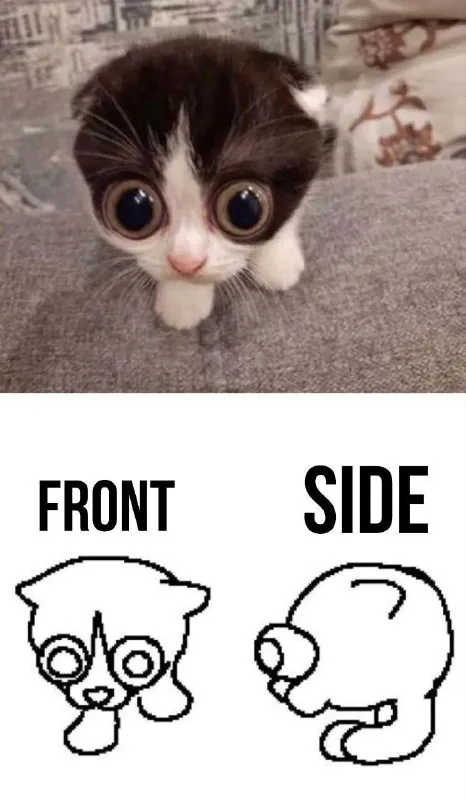Cat Front Side Comparison