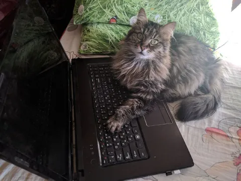 Кот занял ноутбук