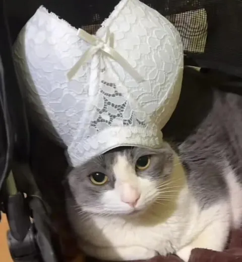 Кот в кружевной шапочке