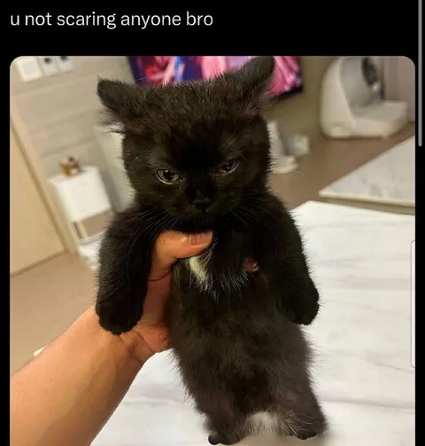 Tiny Kitten Trying to Look Scary