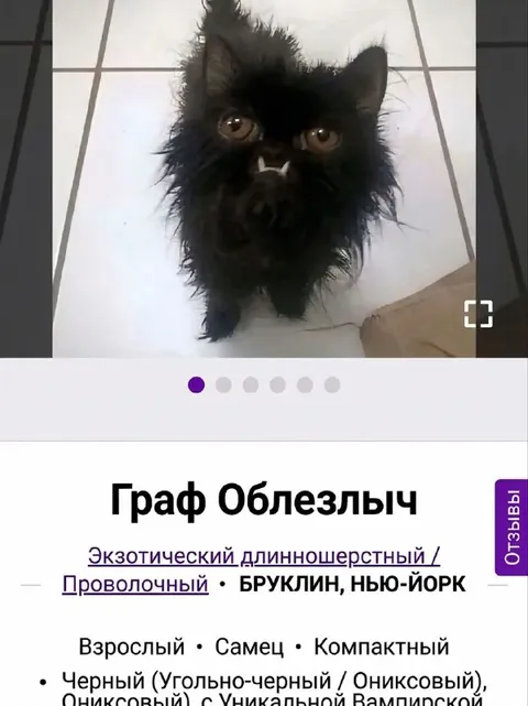 Граф Облезлыч — кот-аристократ