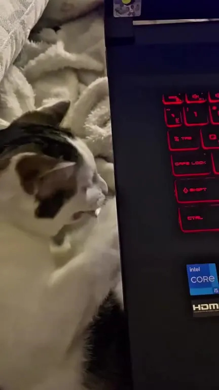 Кот жуёт свою лапу