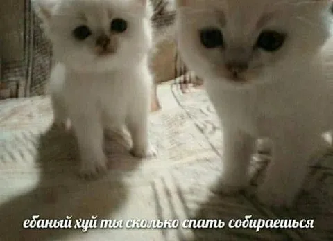 Котята спрашивают, сколько спать