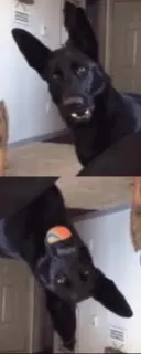 Собака с мячиком во рту