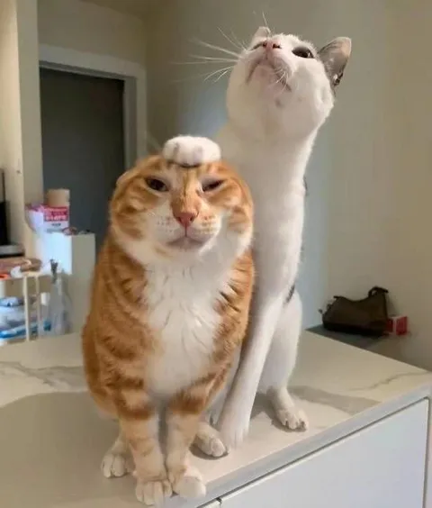 Белый кот гладит рыжего