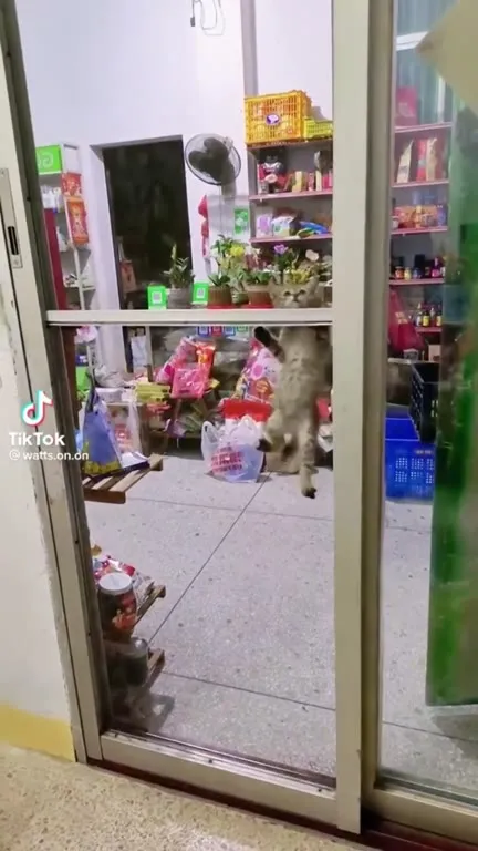 Кот застрял в дверях