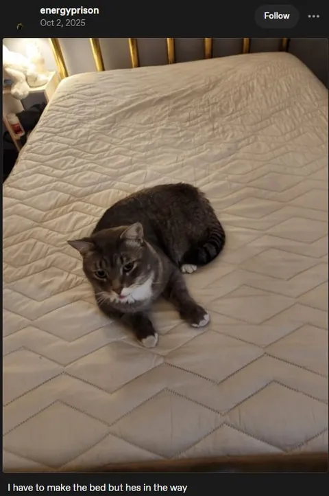 Cat in the Way of Making the Bed