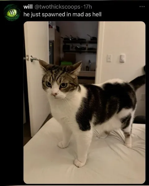 Cat Spawned Mad