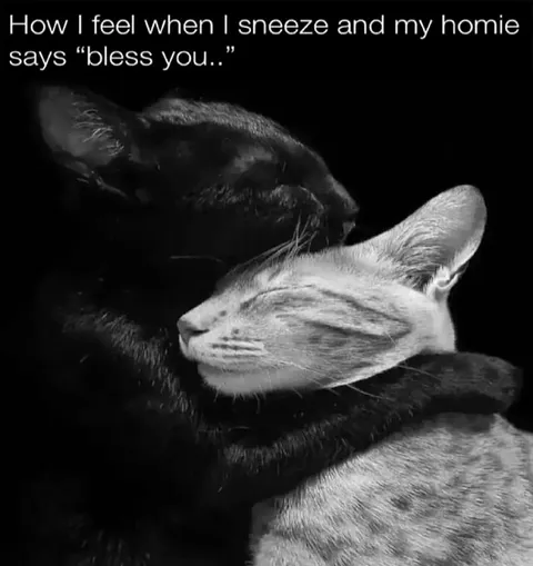 Bless You Hugging Cats