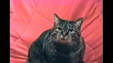 Cat Under Gunfire