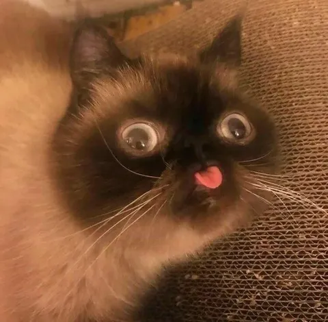 Кот с высунутым языком