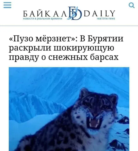 Пузо мёрзнет у снежного барса