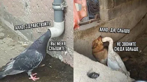 Голубь звонит не туда