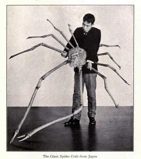 Man With Giant Spider Crab