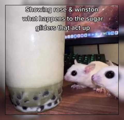 Sugar Gliders Act Up