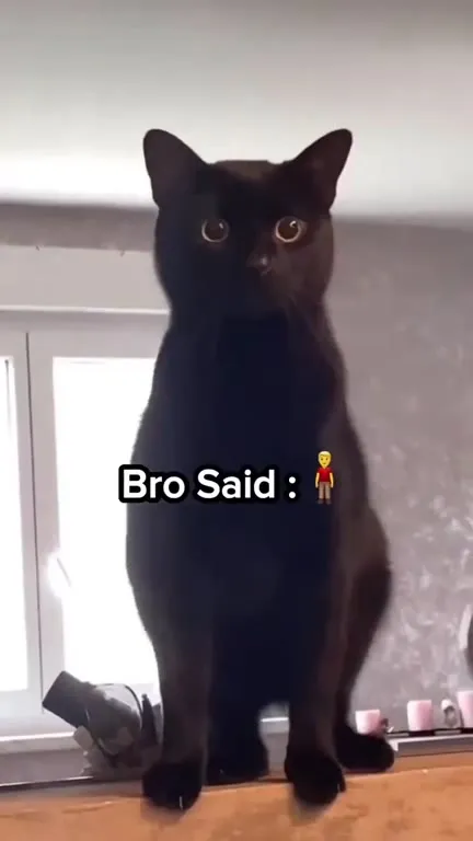 Black Cat Behavior Compilation