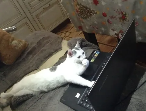 Кот работает за ноутбуком