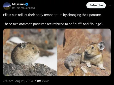 Pikas Adjust Their Body Temperature