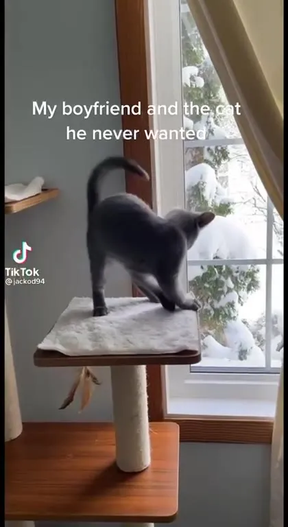 Boyfriend and Unwanted Cat