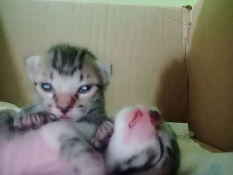 Котёнок держит котёнка