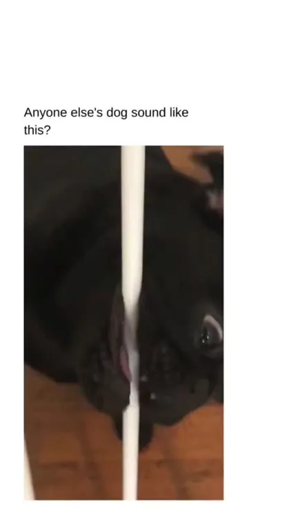 Dog Sounds Like a Goat