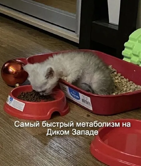Самый быстрый метаболизм на Диком Западе