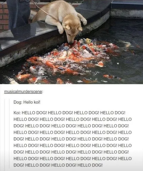 Dog Says Hello to Koi