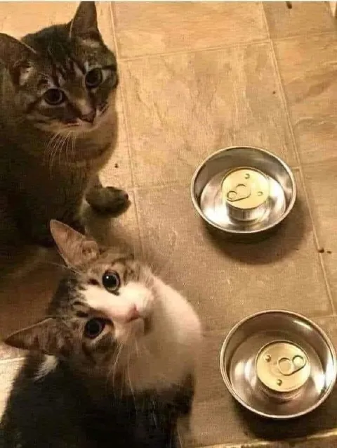 Два кота смотрят вверх