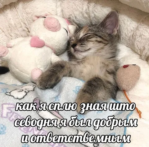 Кот спит добрым и ответственным