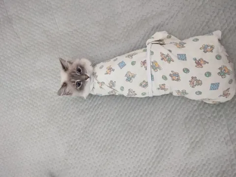 Котёнок в пелёнке