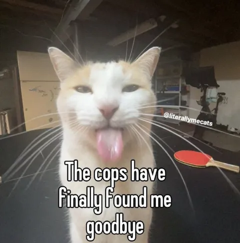 Cat Says Goodbye to the Cops