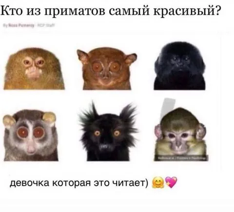 Самый красивый примат