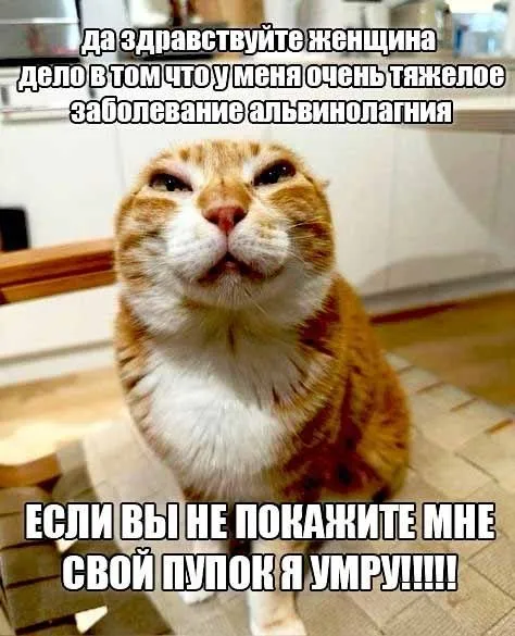 Кот требует показать пупок