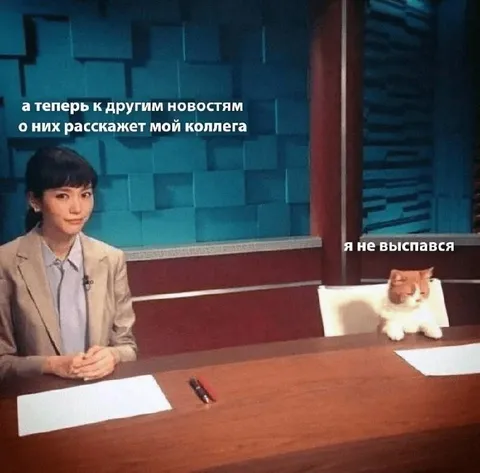 Кот не выспался в эфире