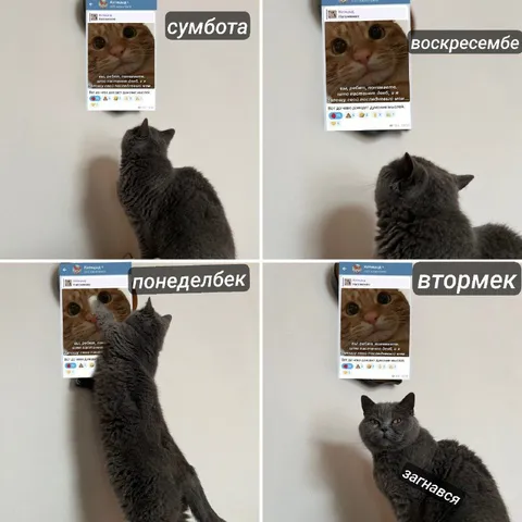 Кот не пережил вторник