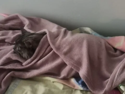 Котик спрятался под одеялом