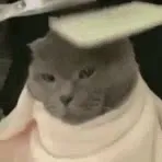 Коту делают причёску