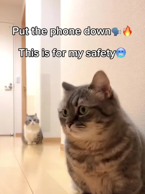 Put the Phone Down Cat