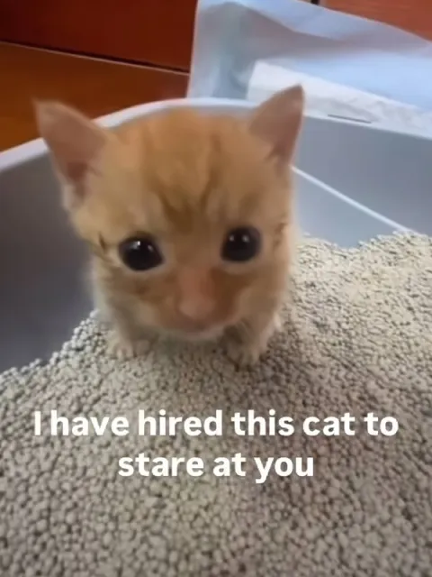 Kitten Hired to Stare