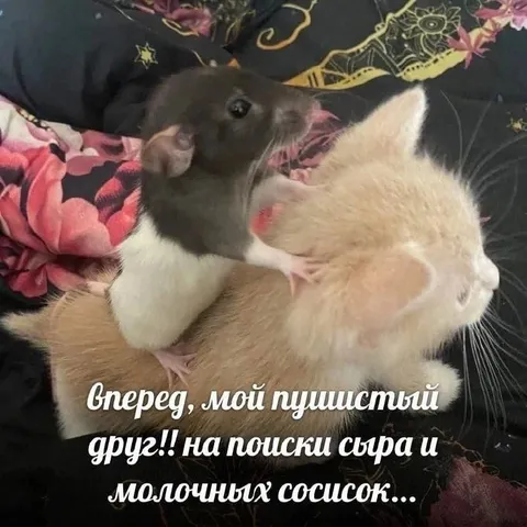 Пушистый друг на поиски еды