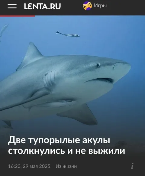 Две тупорылие акулы столкнулись