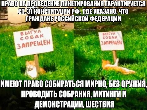 Кот вышел на пикет