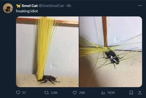 Cat Calls Cockroach an Idiot