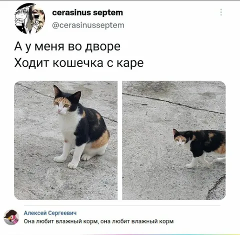 Кошечка с каре любит корм