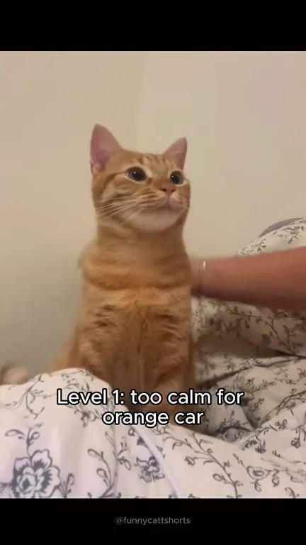 Orange Cat Behavior Levels