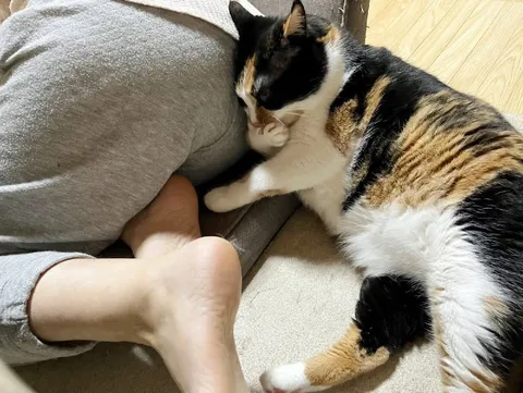 Кошка не отпускает человека
