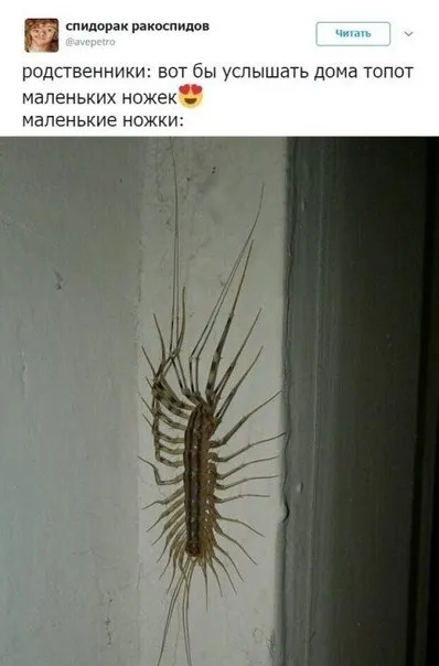 Маленькие ножки многоножки