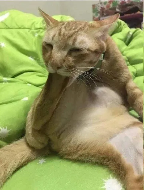 Сонный кот на кровати